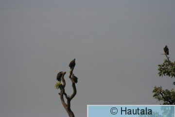 Huppukorppikotkia, Banjul 1 a.jpg