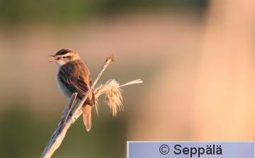 ruokokerttunen_Salo120522_iso6.jpg