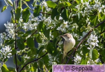 viitakerttunen_Kuru180519_iso.jpg