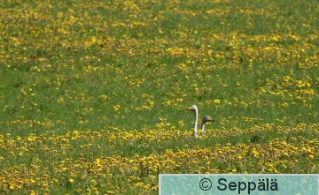 laulujoutsenet_voikukkapellossa_Ikaalinen150606_iso.jpg