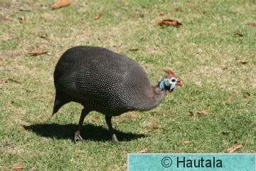 Helmikana, numida meleagris, Kap-kaupunki, RSA 4.jpg