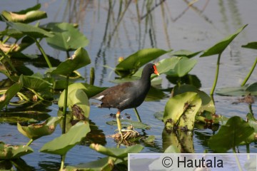 bu . Liejukana, Delray Beach, 3.jpg