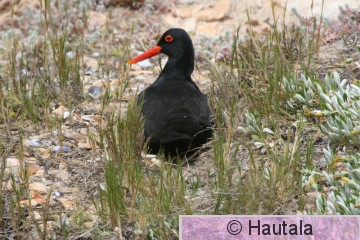 Afrikanmeriharakka, haematopus moquiini, 5.jpg